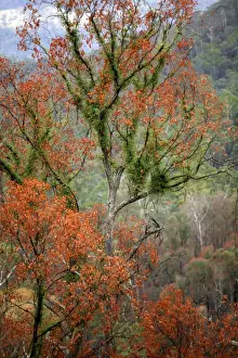 Fires Prints: Regrow on Gum trees after bush fire JLR 38 Davies plain - Alpine National Park North East Victoria