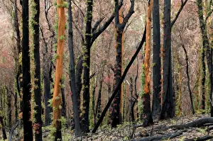 Fires Prints: Regrow on Gum trees after bush fire JLR 40 Davies plain - Alpine National Park North East Victoria