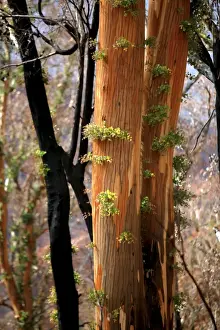 Fires Prints: Regrow on Gum trees after bush fire JLR 41 Davies plain - Alpine National Park North East Victoria