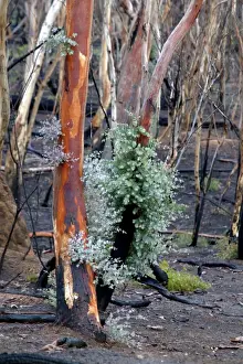 Fires Prints: Regrow on Gum trees after bush fire JLR 45 Davies plain - Alpine National Park North East Victoria