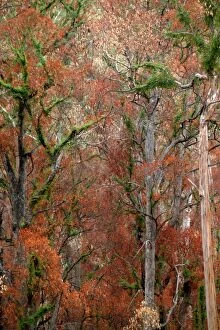 Eucalyptus Gallery: Regrowth on Eucalyptus trees after bushfire.Davies