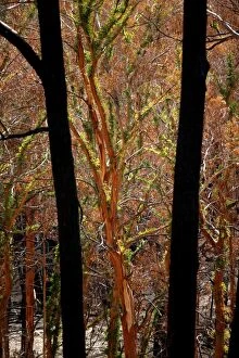 Eucalyptus Gallery: Regrowth on Eucalyptus trees after bushfire.Epicormic