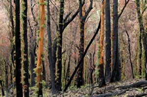 Regrowth on Eucalyptus trees after bushfire.Epicormic