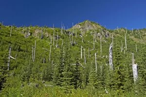 Regrowth of forest amongst Dead Trees killed in