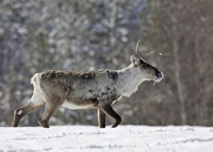 Images Dated 4th May 2007: Reindeeer - Kuhmo - Finland