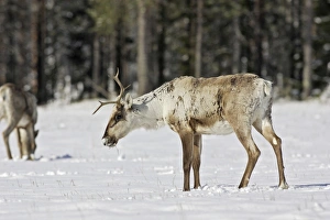 Images Dated 4th May 2007: Reindeeer - Kuhmo - Finland