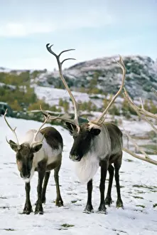 Reindeer