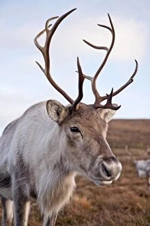 Images Dated 18th November 2009: Reindeer