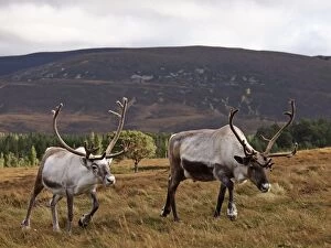 Images Dated 5th October 2011: Reindeer