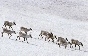 Artic Prints: Reindeer Arctic National Wildlife Refuge