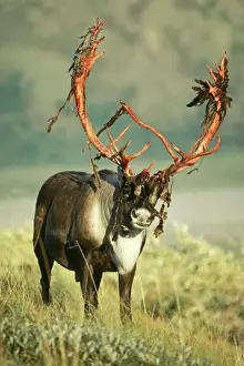 Moulting Prints: Reindeer - Barren Ground