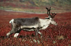 Reindeer / Barren Ground Caribou - female