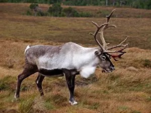 UK Wildlife Prints: Reindeer - Cairngorm National Park - Scotland