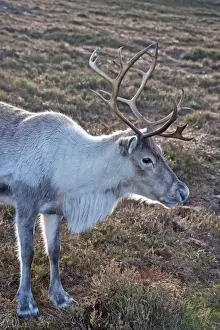 Reindeers Prints: Reindeer - Cairngorm NP - Scotland
