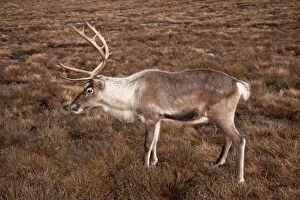 Images Dated 18th November 2009: Reindeer - Cairngorm NP - Scotland