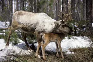 Russian Prints: Reindeer with calf in Siberia - Domestic female reindeer