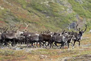 Reindeer / Caribou