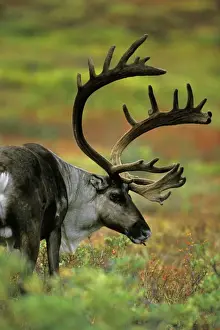 Head Shot Prints: Reindeer / Caribou - bull, autumn. Denali National Park, Alaska. MJ30