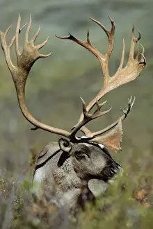 Ungulate Prints: Reindeer / Caribou - bull. Denali National Park, Alaska. MJ45