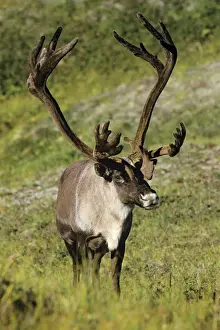 Reindeer / Caribou Denali National Park, Alaska. MJ68