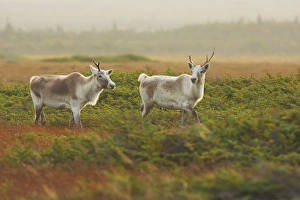 Images Dated 6th September 2008: Reindeer / Caribou - female - Gros Morne National Park - Newfoundland - Canada