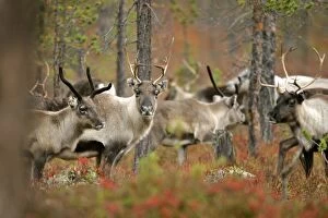 Reindeer / Caribou - herd in autumn coloured forest