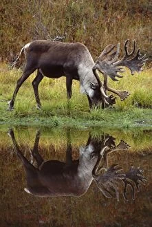 Reindeer / Caribou - male / stag