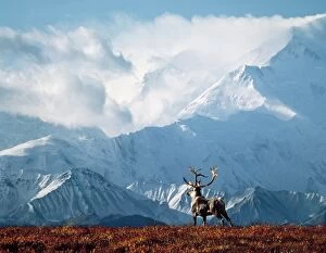 Reindeer / Caribou - with Mount McKinley in background
