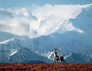 Reindeer / Caribou - with Mount McKinley in background Alaska