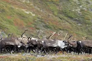 Reindeer / Caribou - Seward Peninsula
