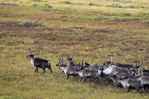 Reindeer / Caribou - Seward Peninsula