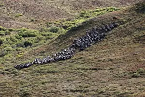 Reindeer / Caribou - Seward Peninsula