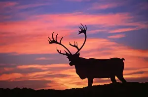 Reindeer / Caribou - at sunset