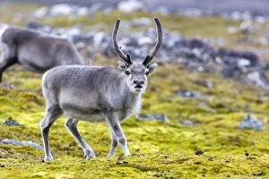 Reindeer - grazing in the tundra