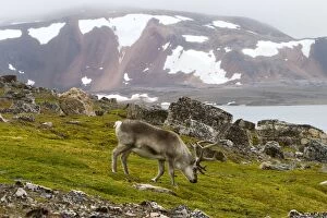 Images Dated 5th August 2012: Reindeer - grazing in the tundra. Ny-Alesund