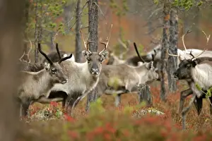 Lapland Prints: Reindeer herd in autumn coloured forest Dalarna region, Sweden