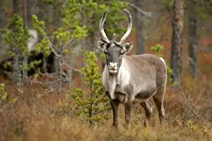 Reindeer herd in autumn forest Dalaerna region, Sweden