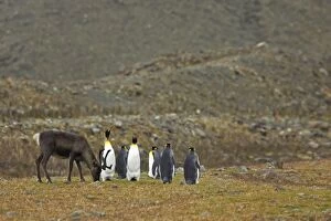 Images Dated 26th July 2007: Reindeer with King Penguins