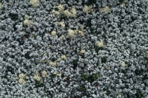 Images Dated 6th June 2005: Reindeer Lichen - in black spruce woods. Labrador, Canada