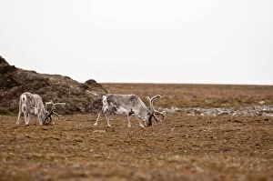 Reindeer - pair feeding on Tundra
