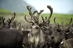 Territory Gallery: Reindeer (Rangifer Tarandus) herd, Russian
