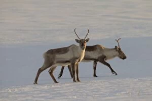 Reindeer reindeers in snowy landscape