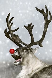 Reindeer - with snow and red nose