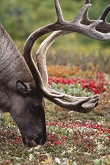 REINDEERS / Caribou - male eating lichen