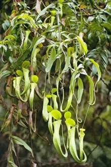 Pitcher Plants Prints: Reinwardts Pitcher Plant JPF 9291 Aerial pitchers Nepenthes reinwardtiana © Jean-Paul Ferrero / ARDEA LONDON