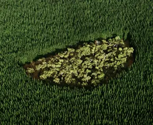 Remnant of native forest in pine plantation - near Mount Gambier, South Australia JPF49482