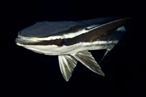 Remora Prints: Remora / Sharksucker - Red Sea