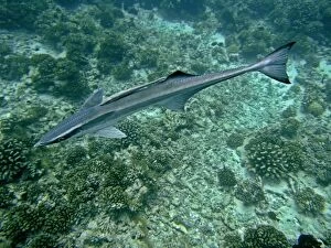 Images Dated 8th April 2005: Remoras - A most unusual image where a juvenile remora is has adhered to the back of a mature remora