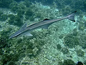 Remora Prints: Remoras - A most unusual image where a juvenile remora is has adhered to the back of a mature remora