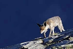 Images Dated 1st November 2007: renard roux Red fox Vulpes vulpes